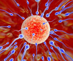 Protéines associées à l'ovulation et à la fertilité