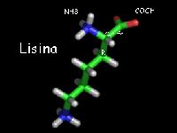 La lysine est un acide aminé essentiel