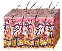 La protéine caspase 8 règle la production de cellules mères dans la peau