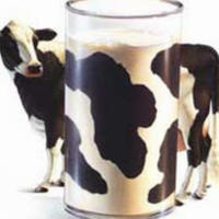 Les protéines du lait dépendent du type de vache