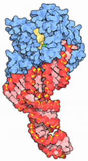 Phase d’élongation de la synthèse des protéines